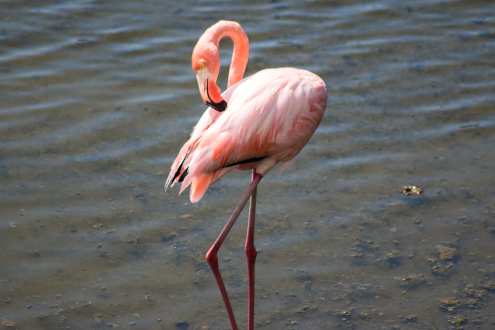 Galapagos Birdwatching