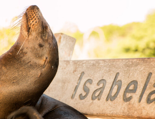eco tourism in galapagos Your guide to Puerto Villamil Isabela Island