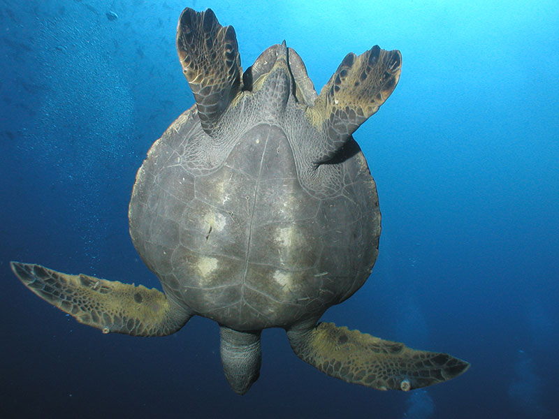 Beautiful Galapagos Underwater