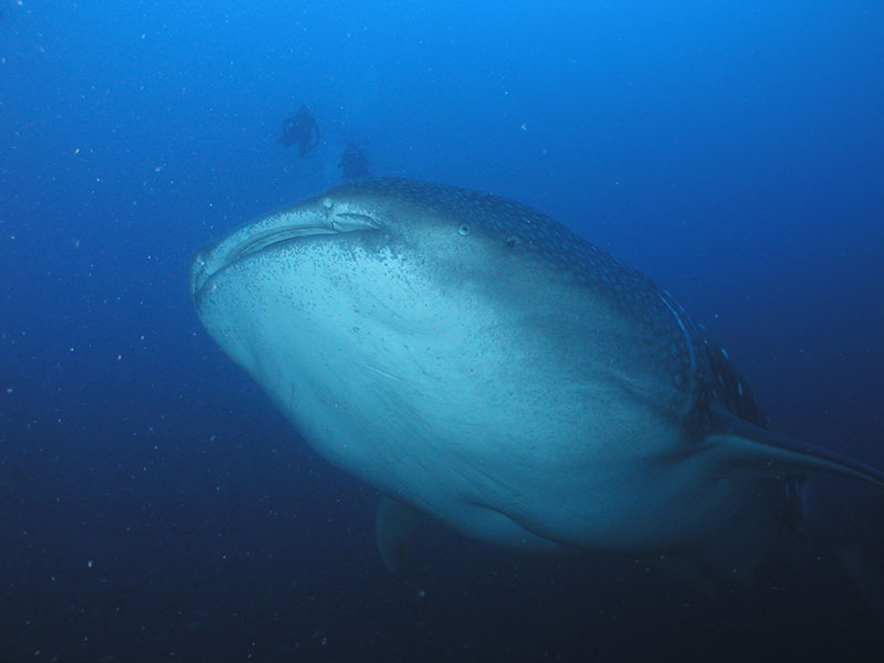 Galapagos-Giant-Fish