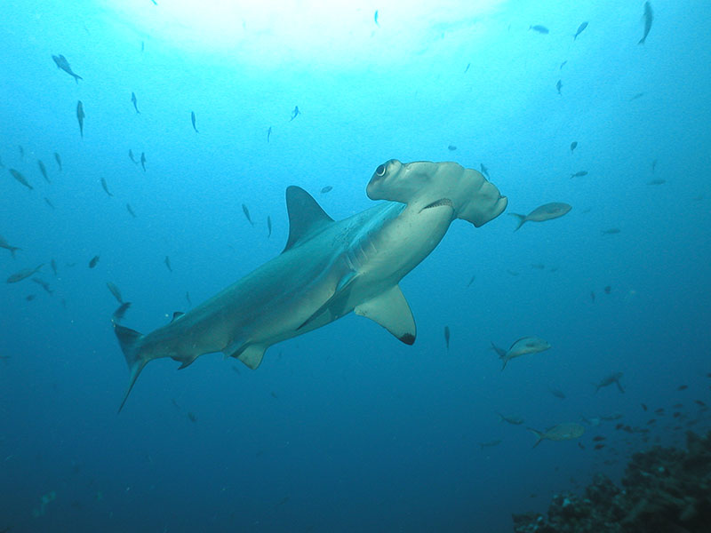 Galapagos Hammer Shark