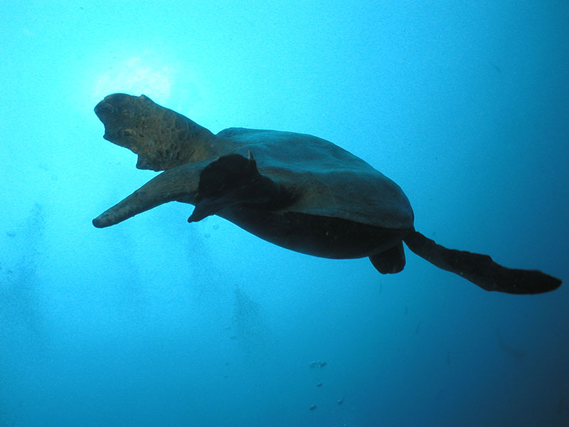 Galapagos Marine Tortoise