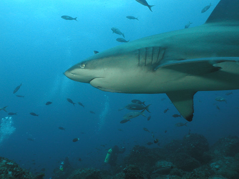 Galapagos White Shark Close