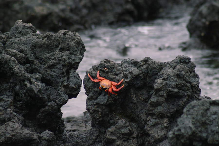 red crab on rock at Las Tintoreras