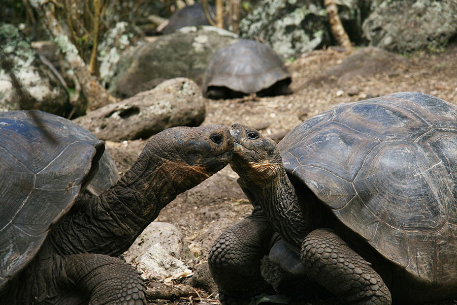 Turtles Galapagos