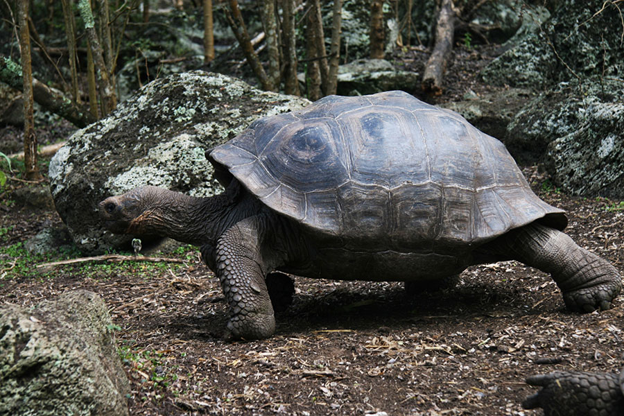 Galapagos-tortoise