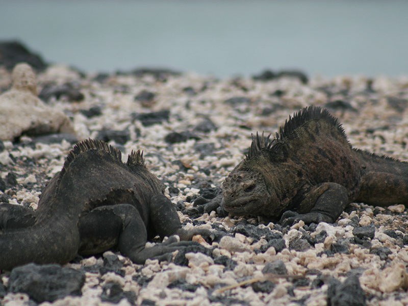 Marine-iguanas