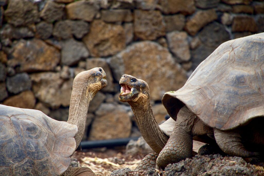 tortoise breeding centre at Isabela island 