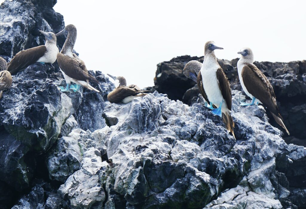 best wildlife galapagos blue footed booby