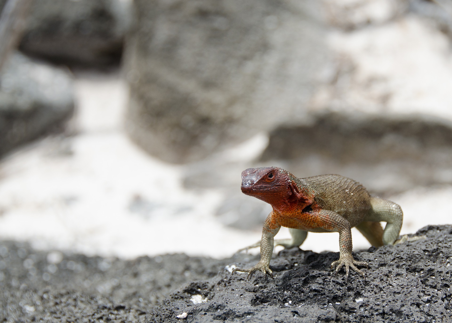 11 Amazing Galapagos Islands Animals | Chez Manany Ecolodge