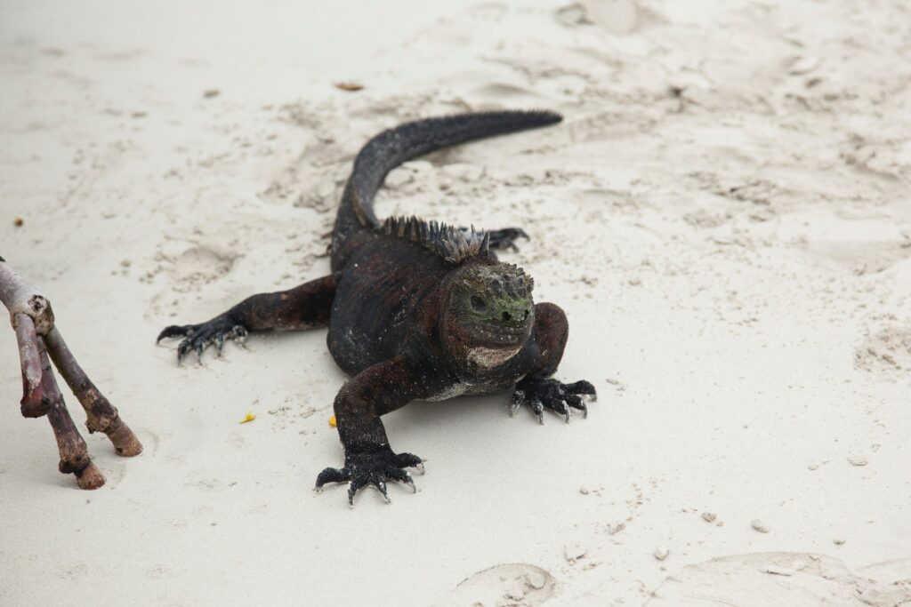 iguana on tortuga island