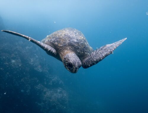 Galapagos coral reefs: all you need to know